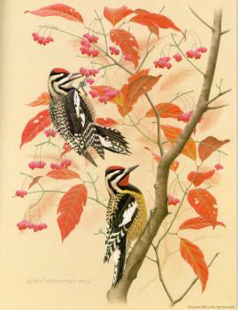 威廉 齊默曼 Yellow-bellied Sapsucker 威廉 齊默曼 Yellow-bellied Sapsucker
